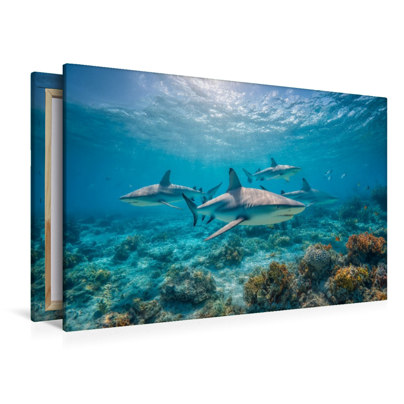 Haie über Korallenriff im Ozean