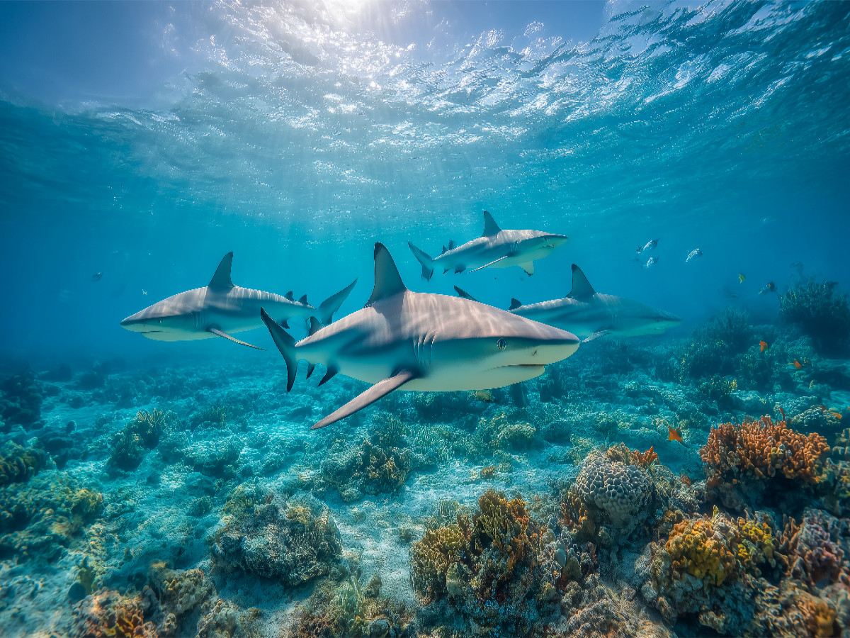 Haie über Korallenriff im Ozean