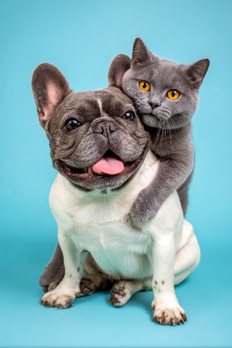 Französische Bulldogge und Katze – Tierische Freundschaft voller Nähe