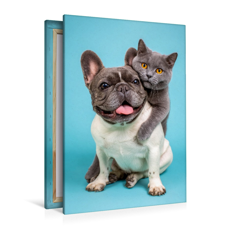 Französische Bulldogge und Katze – Tierische Freundschaft voller Nähe