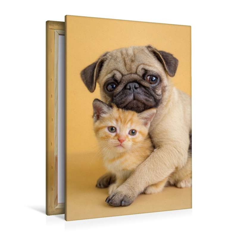 Mopswelpe umarmt Kätzchen – Tierische Freundschaft voller Liebe