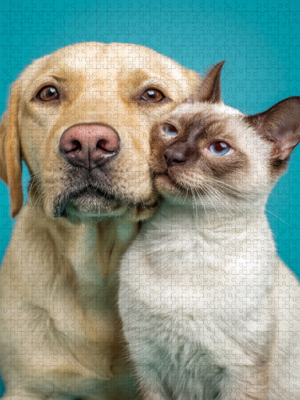 Labrador Retriever und Siamkatze – Hund und Katze kuscheln