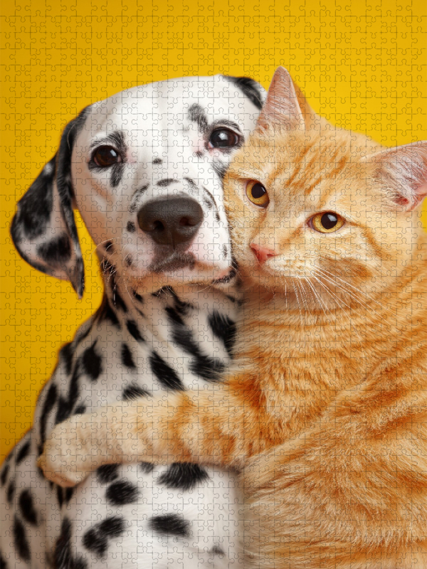 Dalmatiner und roter Kater – Tierfreundschaft Hund und Katze