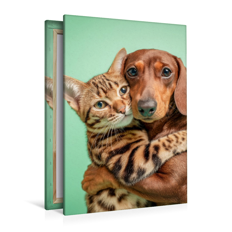 Ein Dackel umarmt eine Bengalkatze und zeigt wahre Tierfreundschaft