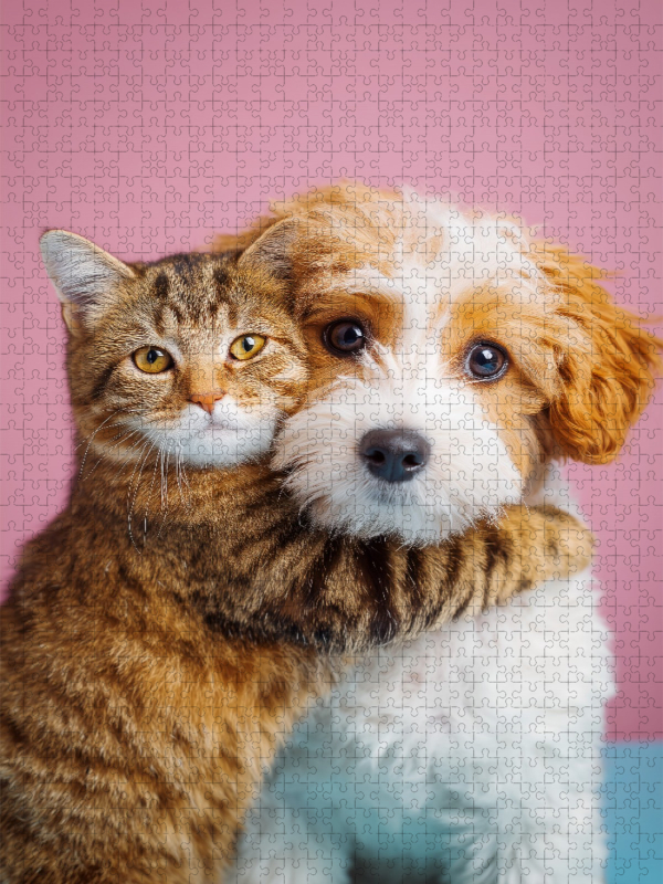 Hund und Katze in Freundschaft – Cockerpoo mit getigerter Katze