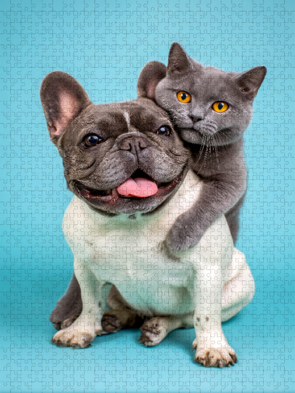 Französische Bulldogge und Katze – Tierische Freundschaft voller Nähe