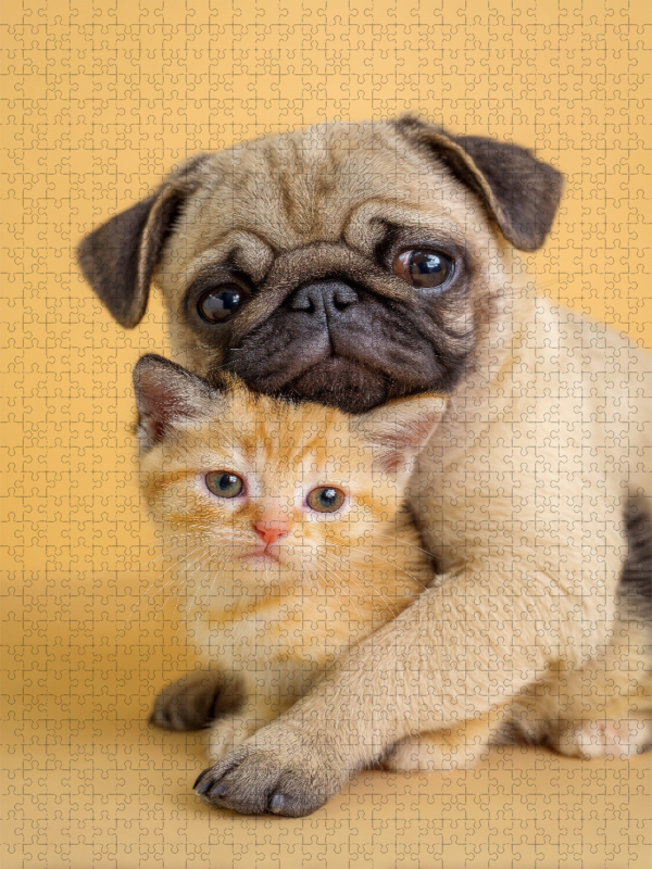 Mopswelpe umarmt Kätzchen – Tierische Freundschaft voller Liebe