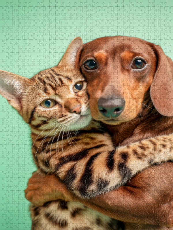 Ein Dackel umarmt eine Bengalkatze und zeigt wahre Tierfreundschaft