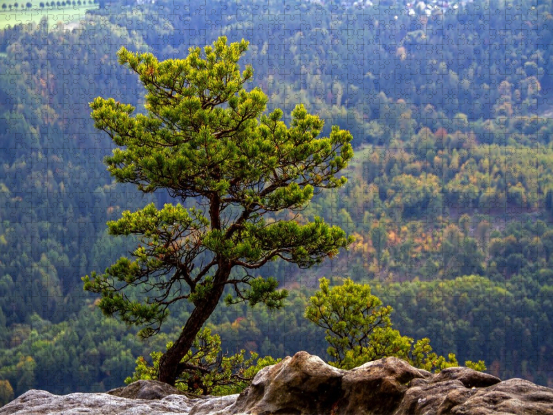 Krüppelkiefer auf dem Lilienstein