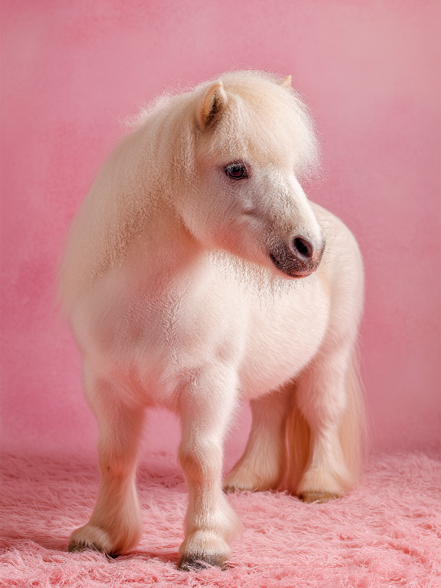 Weißes Zwergpony vor rosa Hintergrund