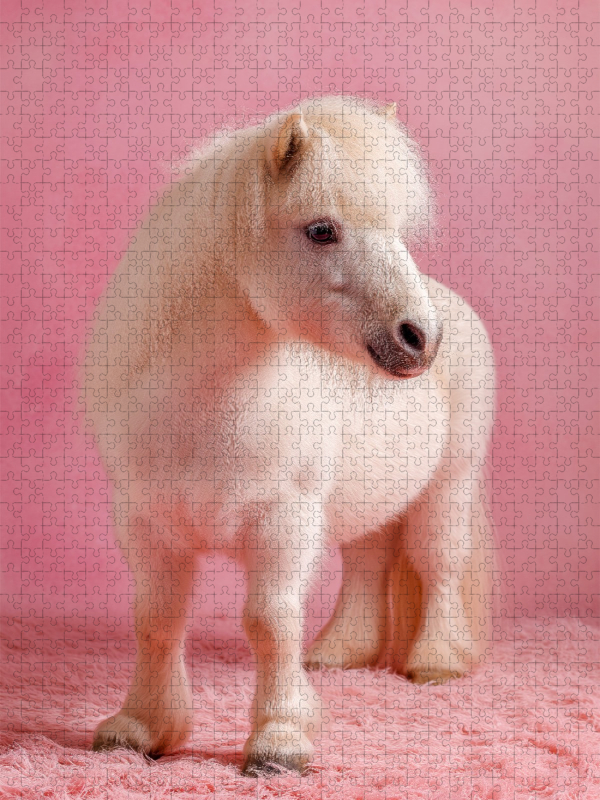 Weißes Zwergpony vor rosa Hintergrund