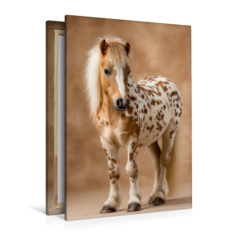 Geflecktes Zwergpony Bild im Portrait