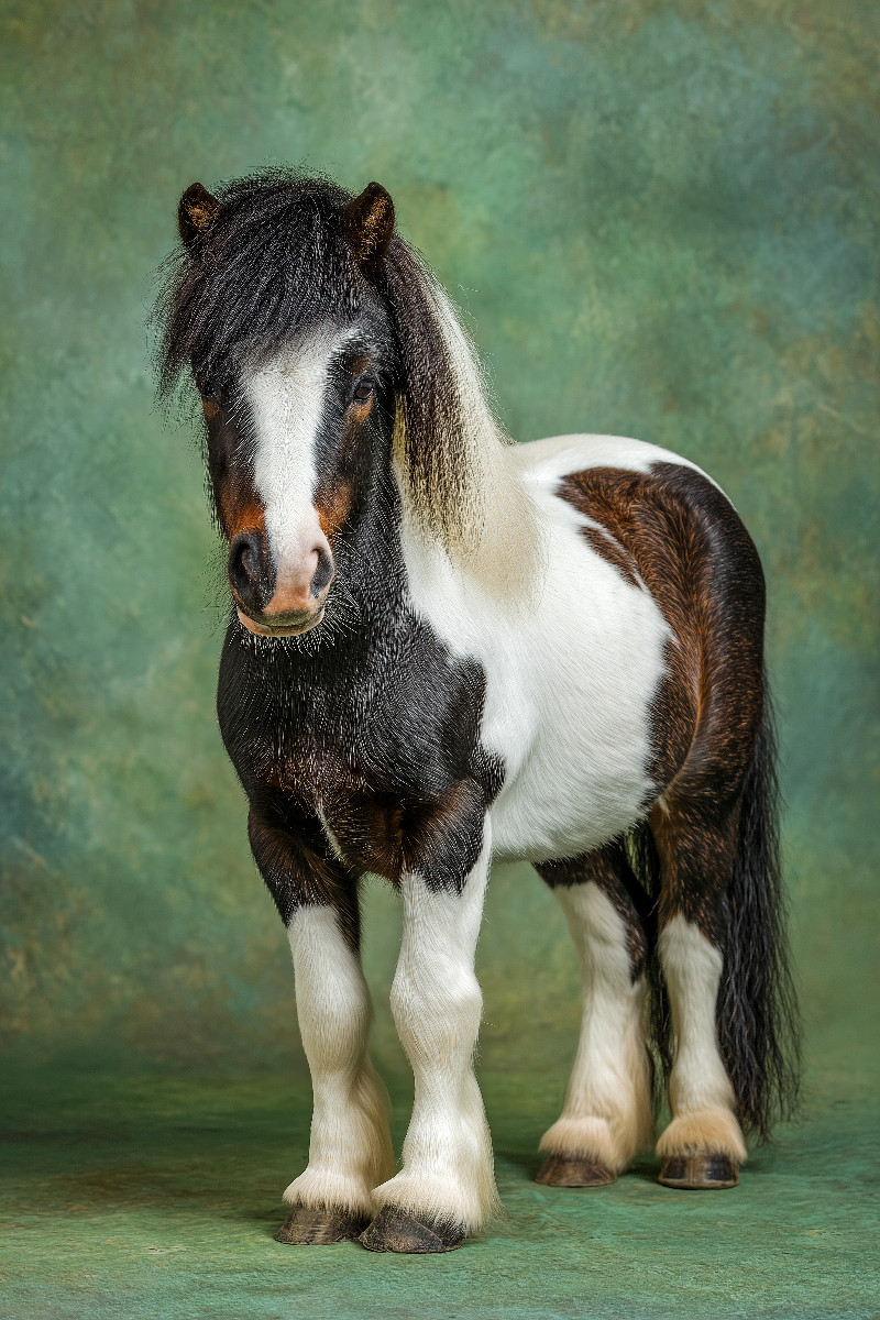 Zwergpony Bild im Studio mit grünem Hintergrund