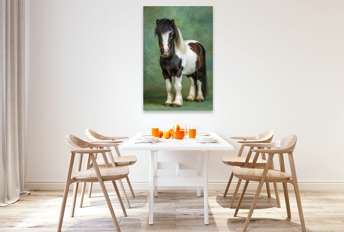 Zwergpony Bild im Studio mit grünem Hintergrund