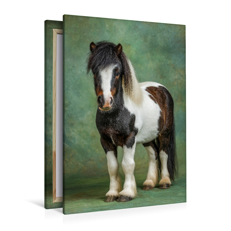 Zwergpony Bild im Studio mit grünem Hintergrund