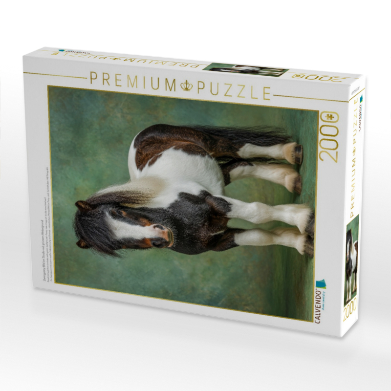 Zwergpony Bild im Studio mit grünem Hintergrund