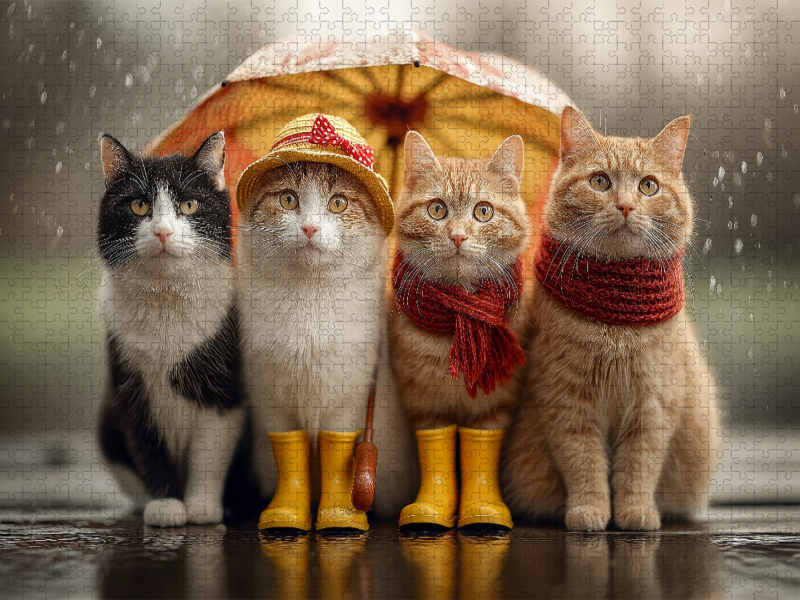 Katzen im Regen mit Regenschirm