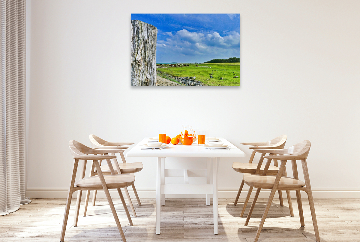 Kühe an der Schelde bei Breskens