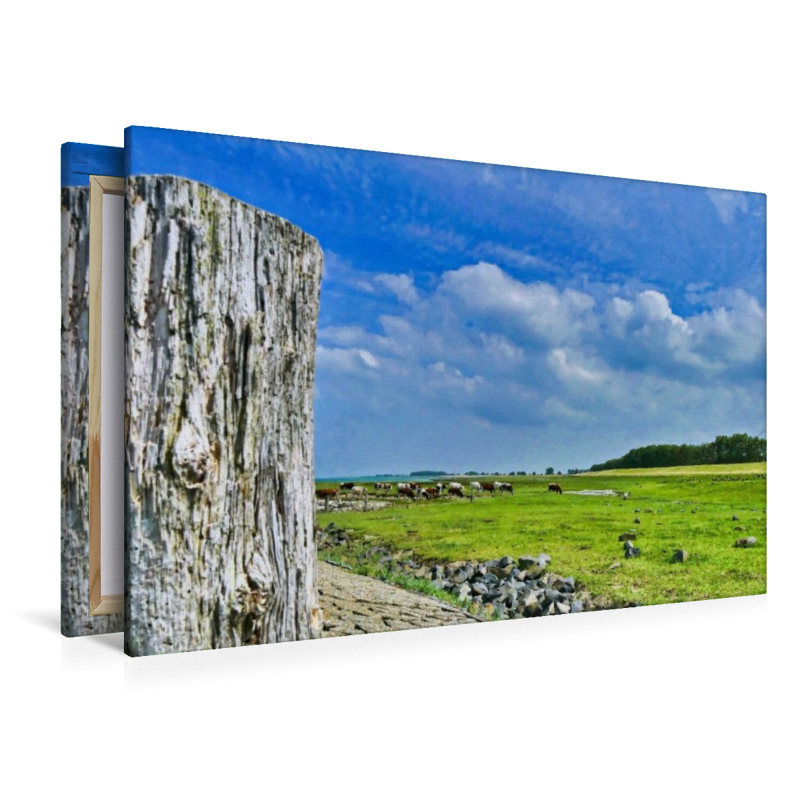 Kühe an der Schelde bei Breskens