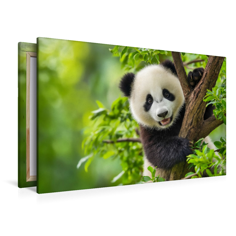 Ein Motiv aus dem Kalender Panda Magie