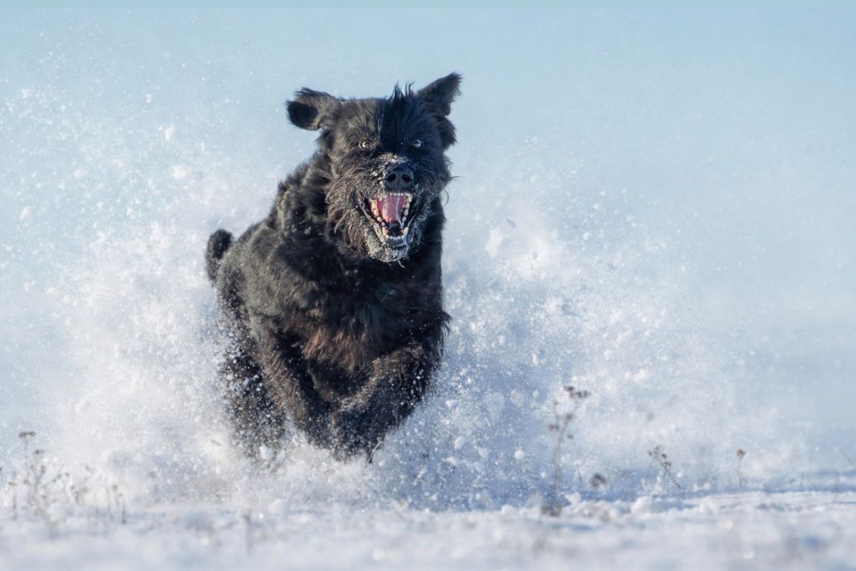 Ein Motiv aus dem Kalender Riesenschnauzer - Herz auf vier Pfoten