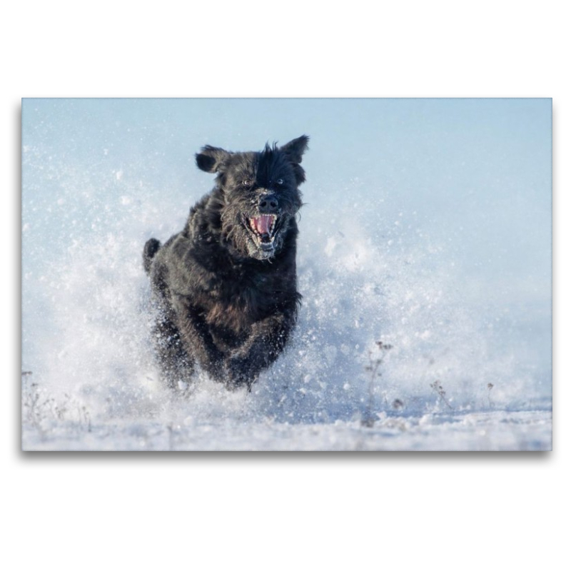 Ein Motiv aus dem Kalender Riesenschnauzer - Herz auf vier Pfoten