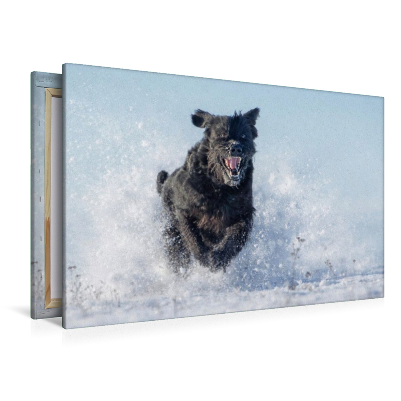 Ein Motiv aus dem Kalender Riesenschnauzer - Herz auf vier Pfoten