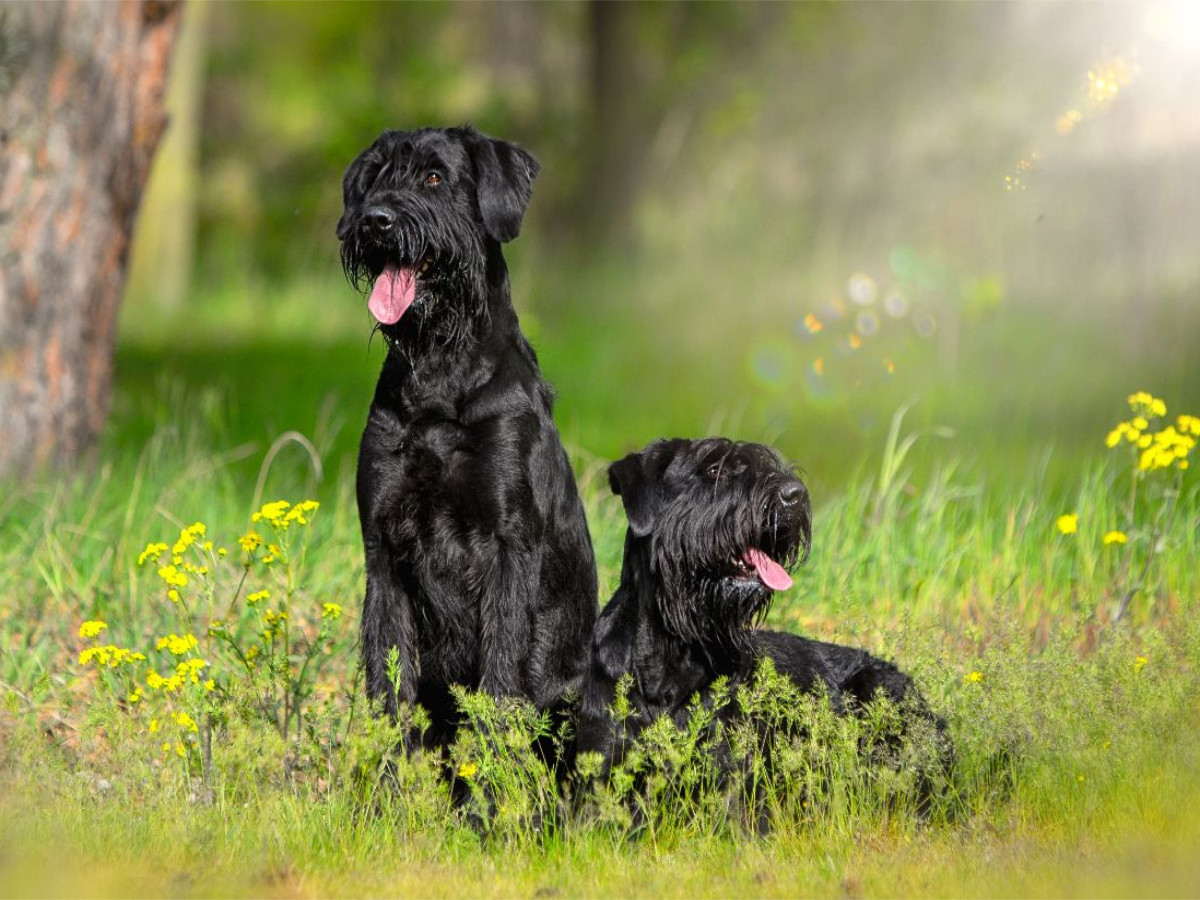 Ein Motiv aus dem Kalender Riesenschnauzer - Herz auf vier Pfoten