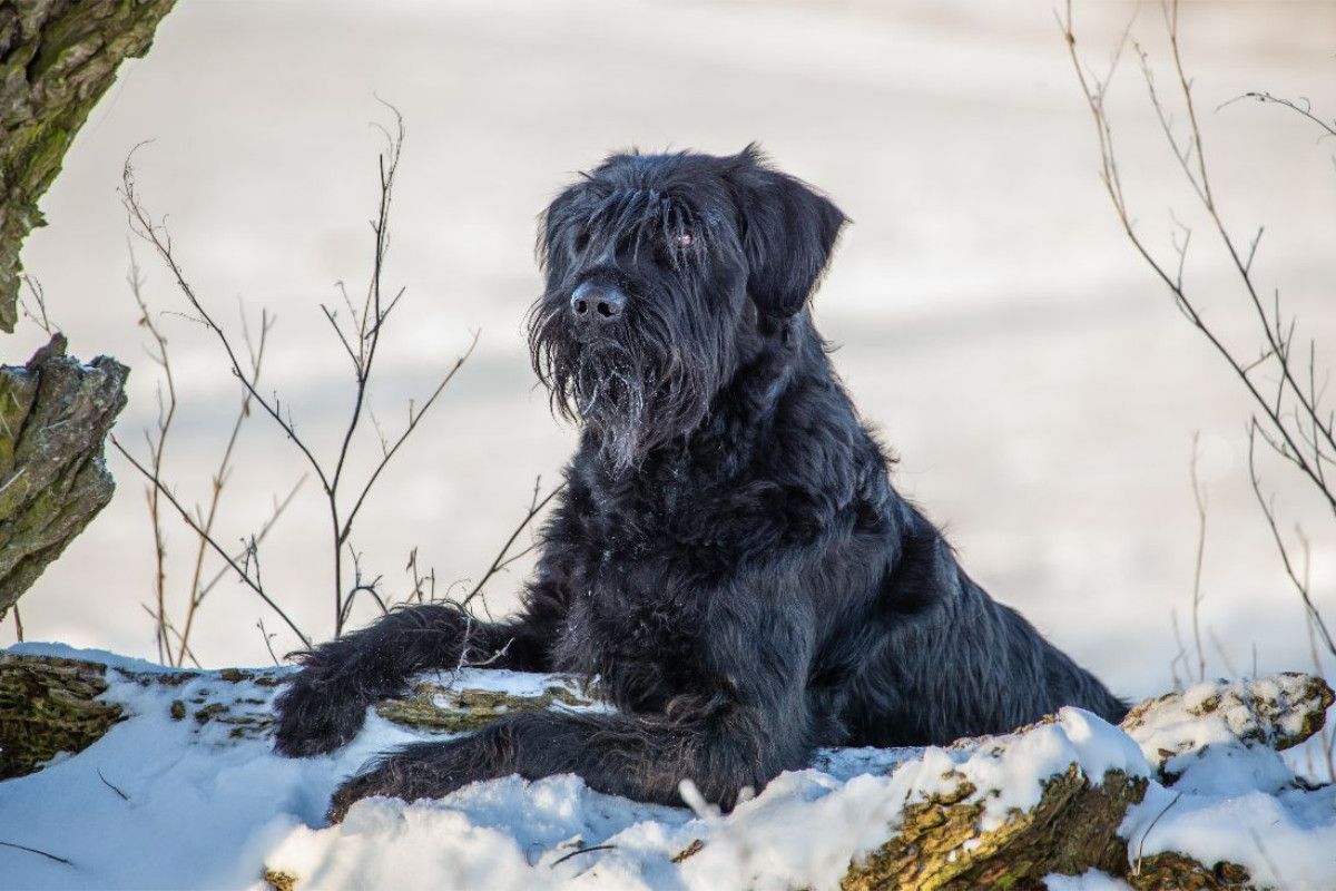 Ein Motiv aus dem Kalender Riesenschnauzer - Herz auf vier Pfoten