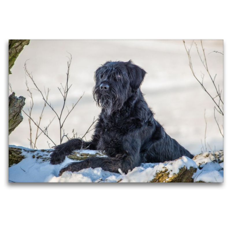 Ein Motiv aus dem Kalender Riesenschnauzer - Herz auf vier Pfoten