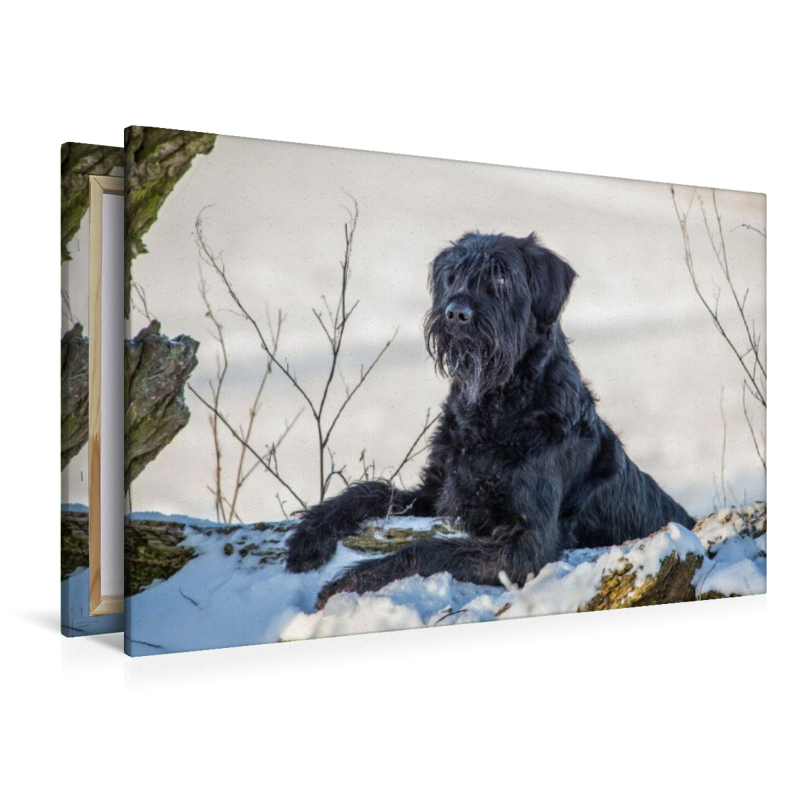 Ein Motiv aus dem Kalender Riesenschnauzer - Herz auf vier Pfoten