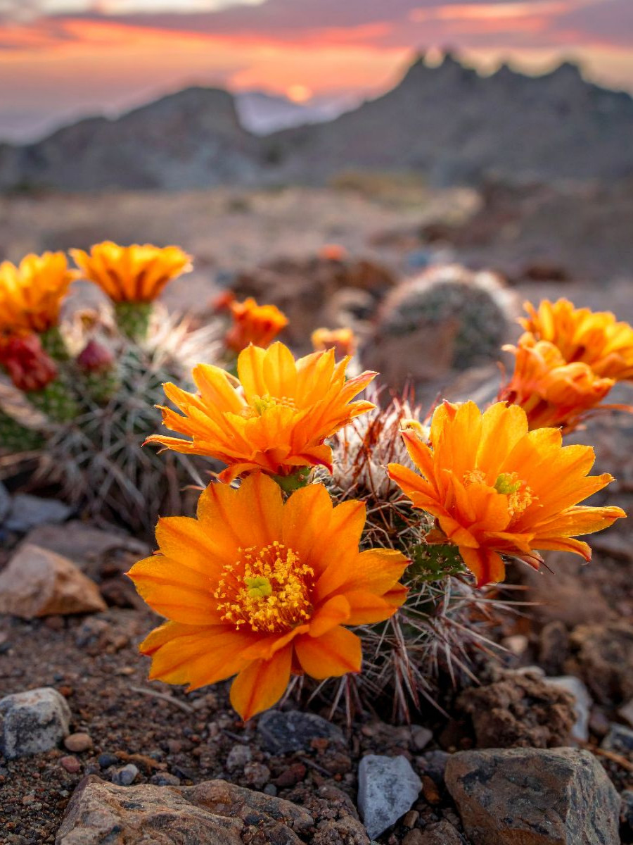 Blütenfarbe der Sonne - orangefarbene Kakteen