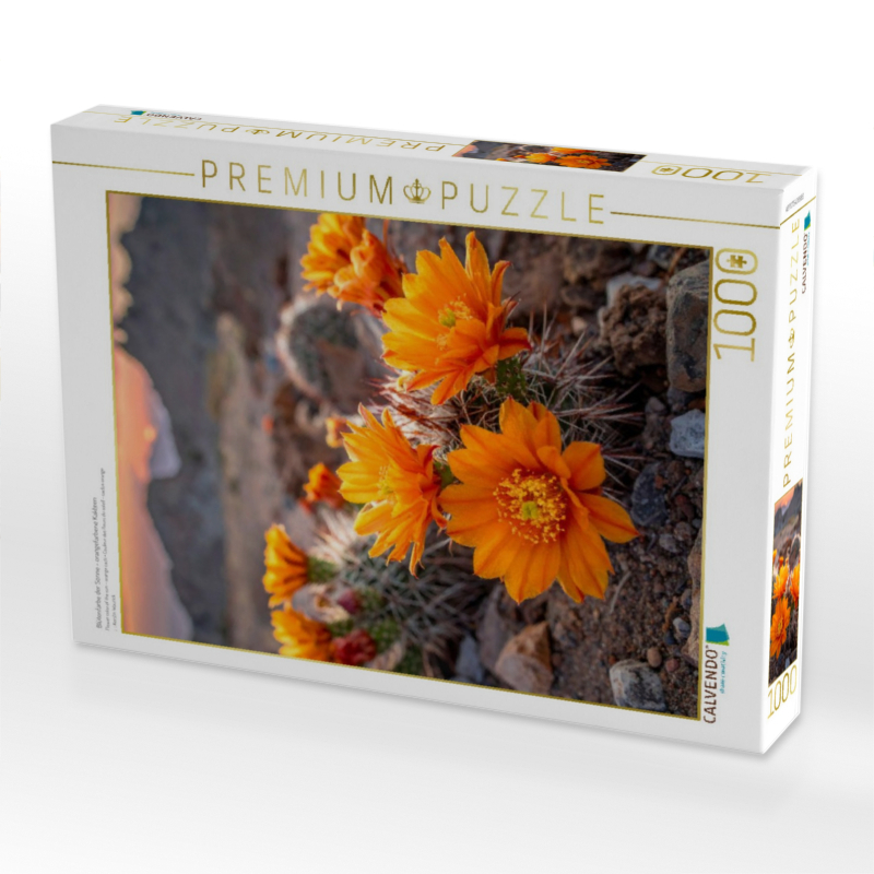 Blütenfarbe der Sonne - orangefarbene Kakteen