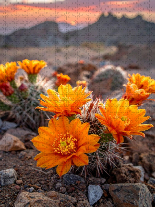 Blütenfarbe der Sonne - orangefarbene Kakteen