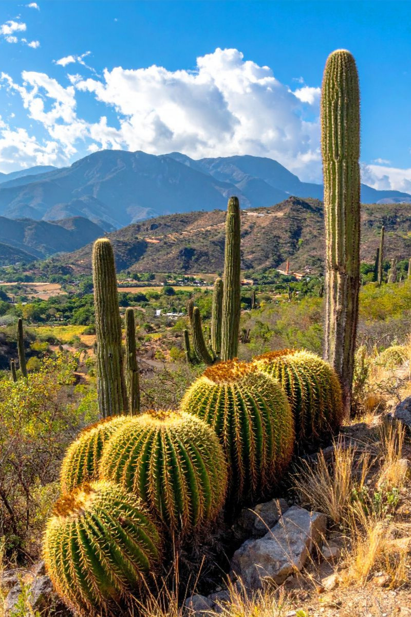 Kakteen in ihrer natürlichen Umgebung