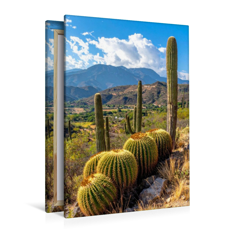 Kakteen in ihrer natürlichen Umgebung