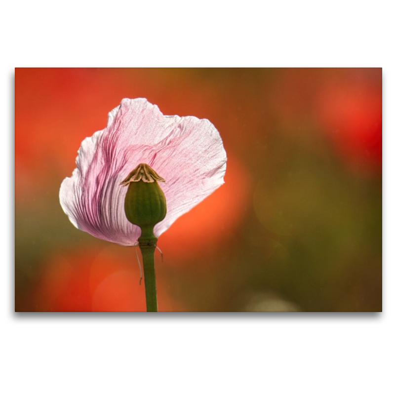 Verletzliche Schönheit