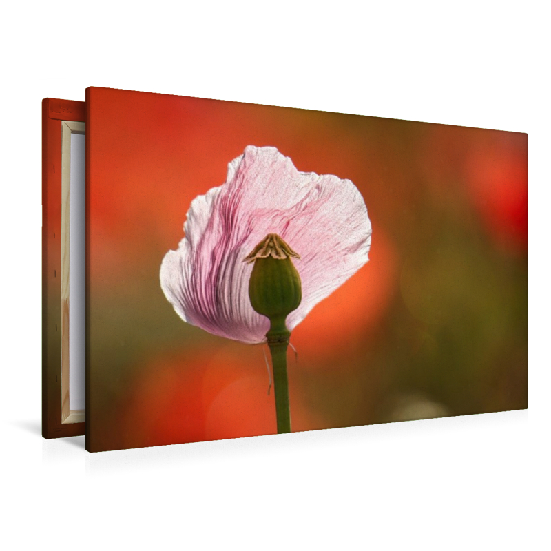 Verletzliche Schönheit