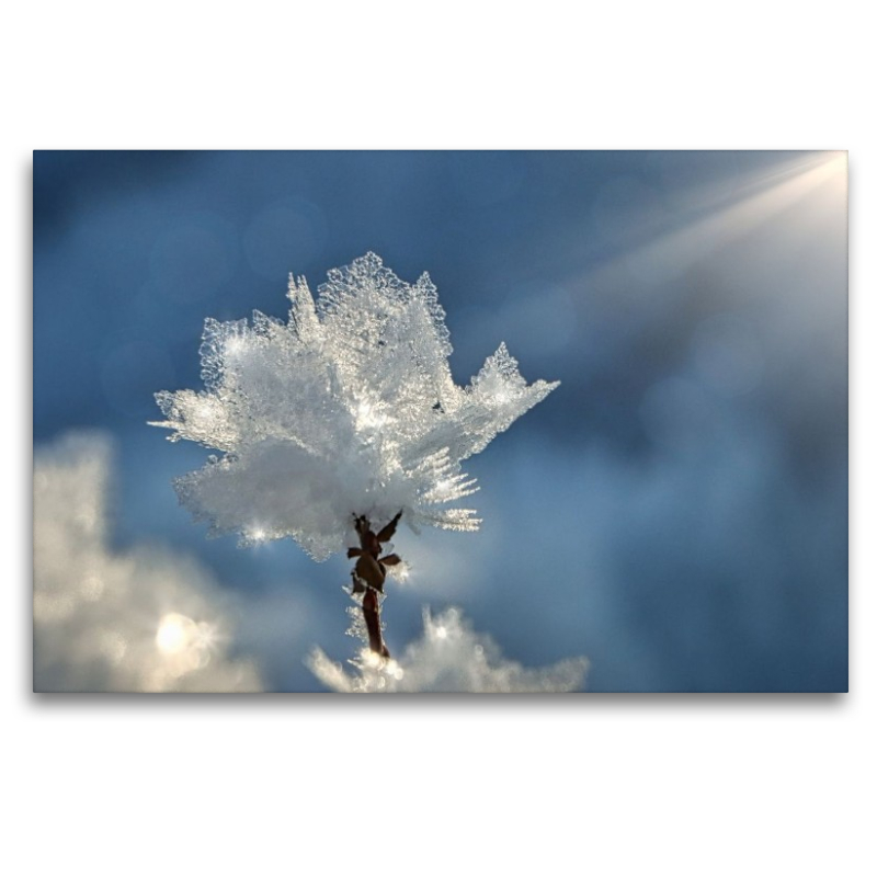 Kristallblüte im Sonnenschein