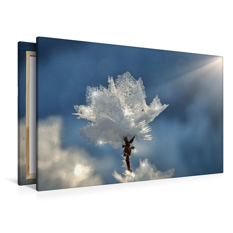 Kristallblüte im Sonnenschein