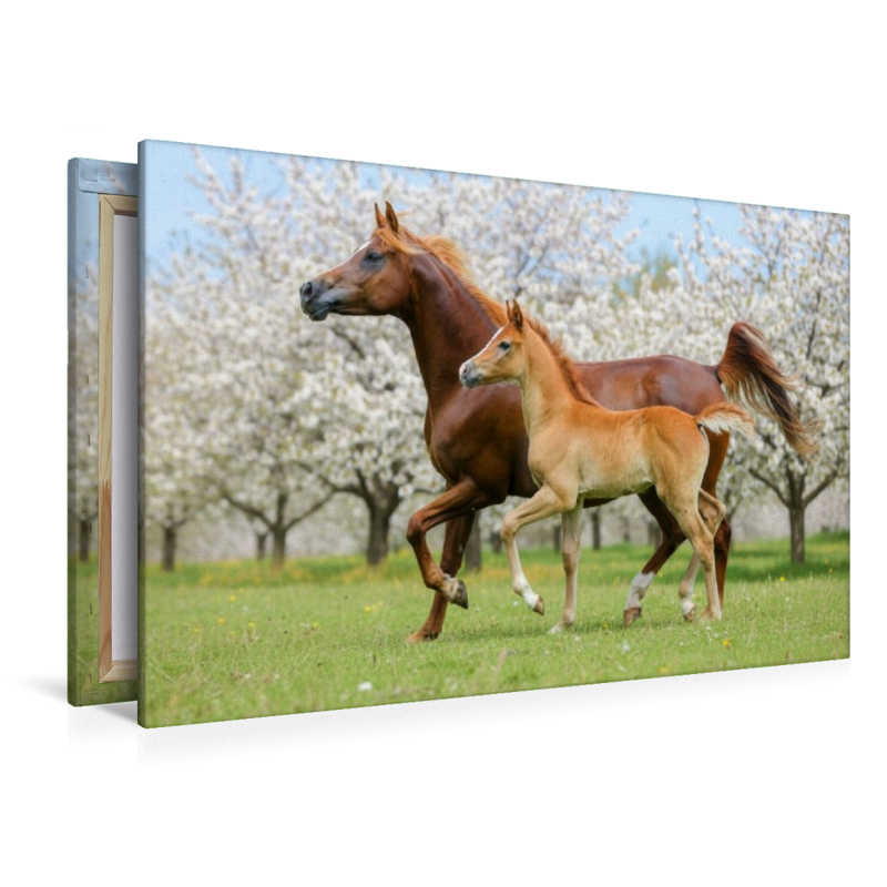 Araberstute und Fohlen in synchronem Trab