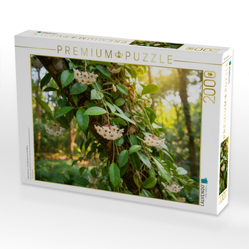 Hoya carnosa - Porzellanblume in der Natur