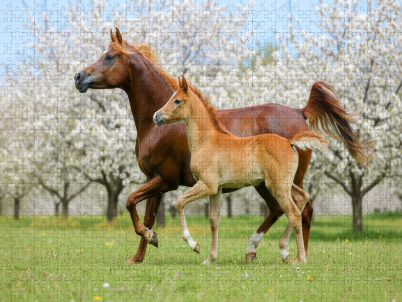 Araberstute und Fohlen in synchronem Trab