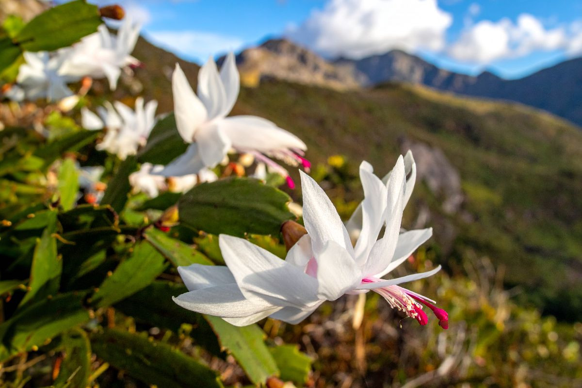 Schlumbergera - Weihnachtskaktus in natürlicher Umgebung
