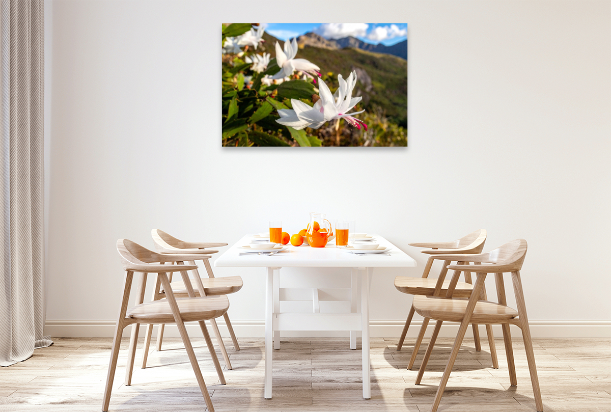 Schlumbergera - Weihnachtskaktus in natürlicher Umgebung