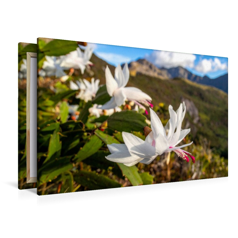 Schlumbergera - Weihnachtskaktus in natürlicher Umgebung