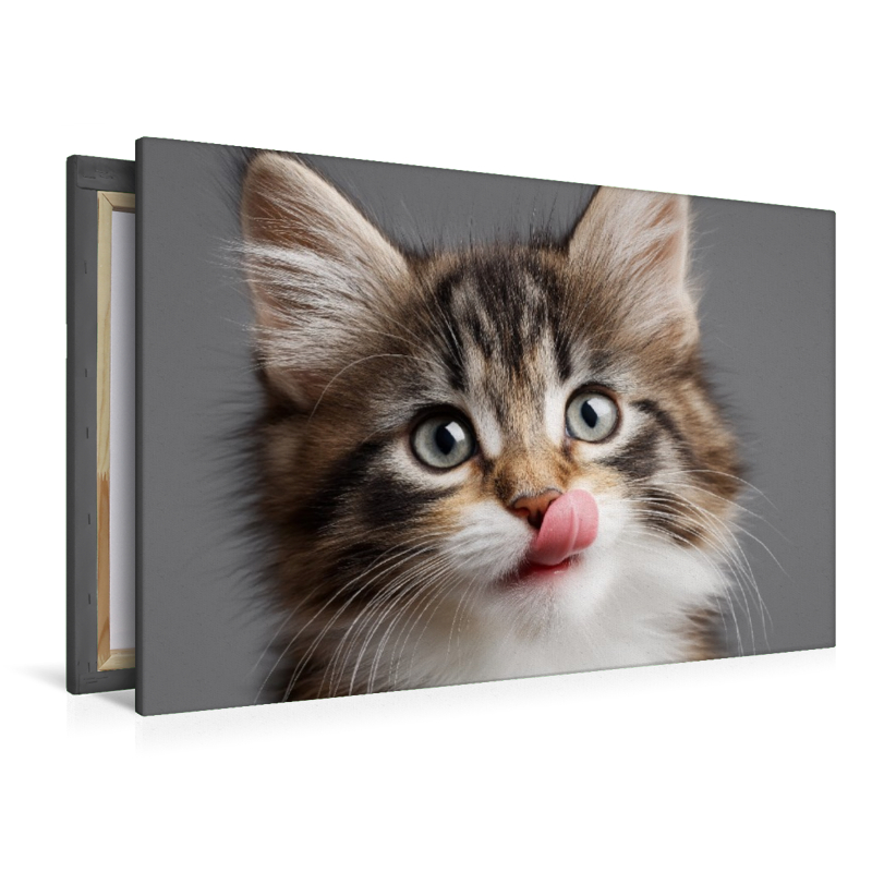 Ein Motiv aus dem Kalender Miau macht glücklich