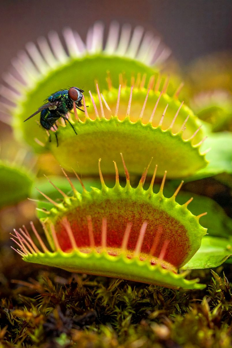 Venusfliegenfalle mit Mittagessen