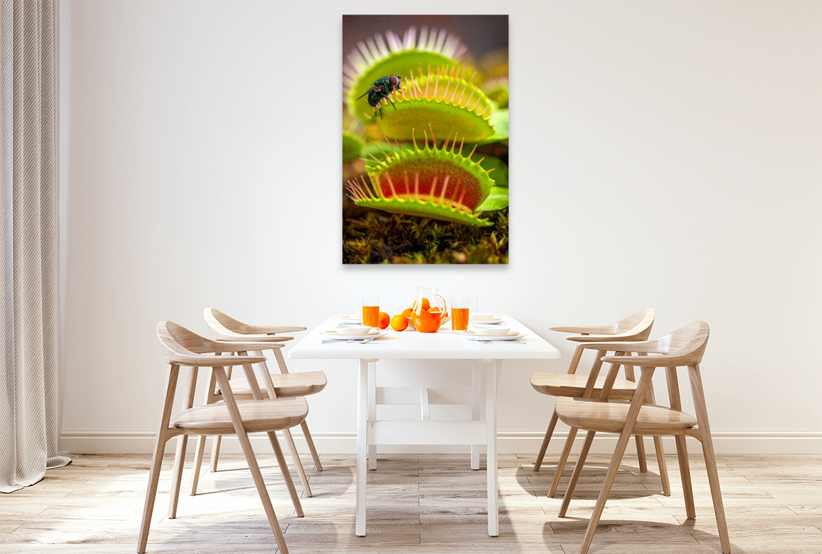 Venusfliegenfalle mit Mittagessen