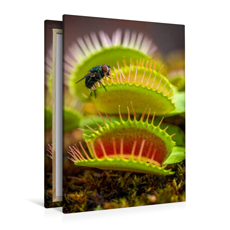 Venusfliegenfalle mit Mittagessen